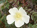 Profile Picture of Rosa pimpinellifoliaon Wikipedia