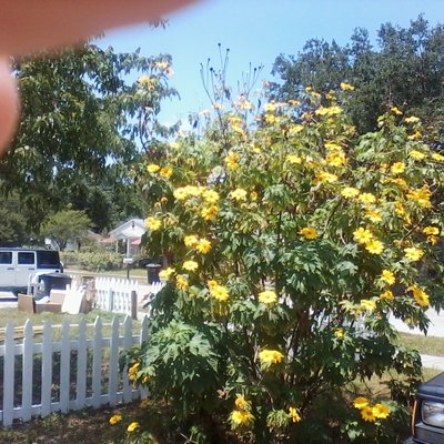 Profile Picture of Penny Dupree (@DupreePenelope) on Twitter