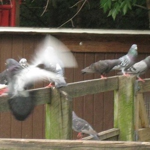 Profile Picture of Peter Pigeon (@peter_the_pigeon) on Myspace