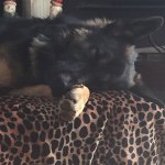 Profile Picture of Nancy_Barto👀🐾 (@fancynancymama3) on Instagram