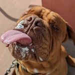 Profile Picture of Dr. Daniel Leroy Maccabee III (@mac.gutz) on Instagram