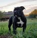 Profile Picture of CaliberKennels SC (@smith.chad.paul) on Facebook