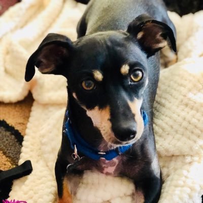 Profile Picture of KD & Buddy Bean Dog (@BuddyBeanDog1) on Twitter