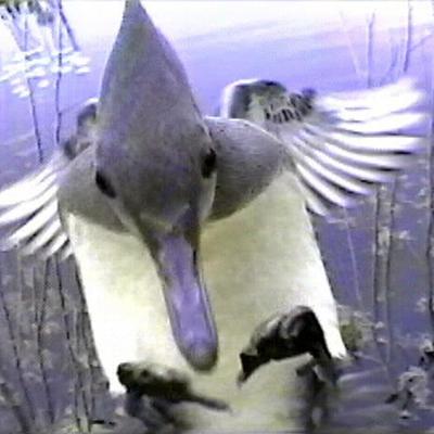 Profile Picture of William Pruitt (@billpruitt48) on Twitter