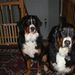 Profile Picture of Alice Shields (@aliceshields12) on Pinterest