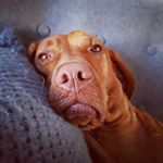 Profile Picture of Eva the Beaver (@evabeavervizsla) on Instagram