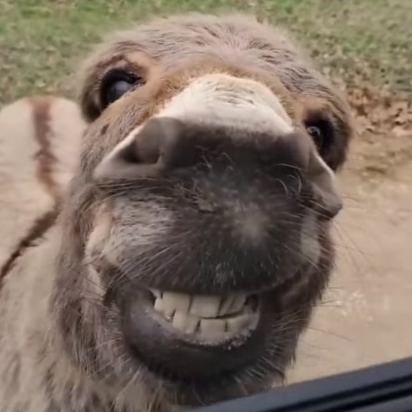 Profile Picture of Russell Campbell (@fr3shwaffles) on Poshmark