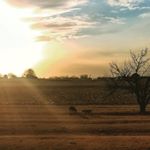 Profile Picture of Roscoe | Macie (@labpittymixsibs) on Instagram