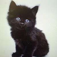 Profile Picture of Janet Wentzel (@wentzeljp) on Pinterest