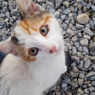 Profile Picture of Bear The Cat (@bear_the_cat513) on Twitter