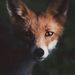 Profile Picture of Luggi001 (@markus_stohr) on Pinterest