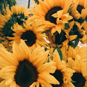 Profile Picture of Saadia Syed (@saadiasyed18) on Pinterest