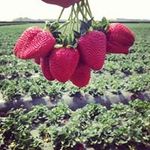 Taylor Jillian Allen - Instagram Profile Picture of Taylor Jillian Allen (@strawberryblonde805) on Instagram