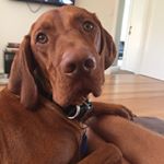 Profile Picture of Archie Siposs (@adventuresofarchie_vizsla) on Instagram