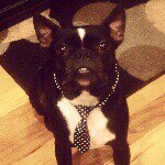 Profile Picture of Gordon Spanx Renfroe (@gordon_the_boston) on Instagram
