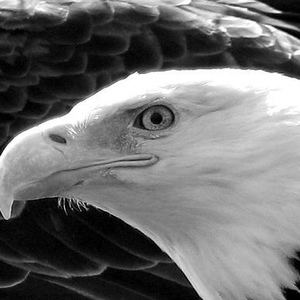 Profile Picture of Lisa Stierwalt (@dhjeagles88) on Myspace