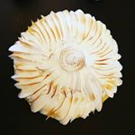 Profile Picture of david giuliani (@david_cannes) on Instagram