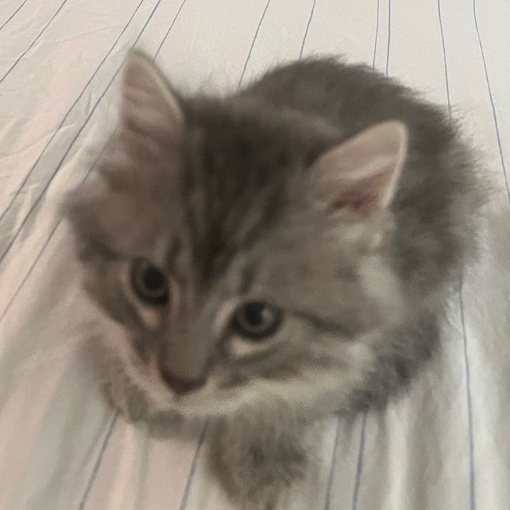 RAY - Tiktok Profile Picture of RAY (@rayaltwo) on Tiktok