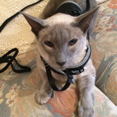Profile Picture of Ruby Thompson (@Siamese4youRuby) on Twitter