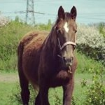 Profile Picture of Tyler West (@myjourneywithdarcy) on Instagram
