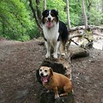 Profile Picture of j&s dogie (@james_en_spock) on Instagram