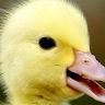 Profile Picture of Andrew Trent (@@andrewtrent) on Tiktok