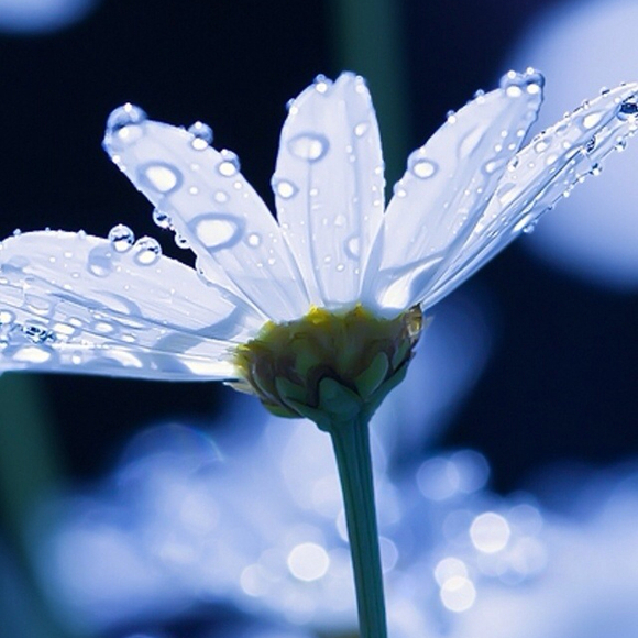 Profile Picture of Jennifer Battistone (@jennyb) on Poshmark