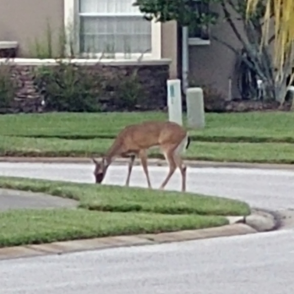 Profile Picture of Jeremy Despota (@jeremydespota) on Poshmark