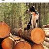 Profile Picture of Jeremy Stoddart (@@herbmclong) on Tiktok