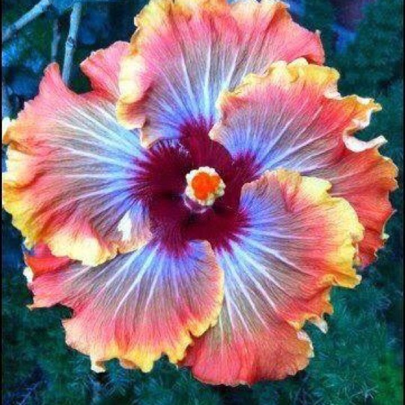 Profile Picture of Debbie Wilson (@debora1130) on Poshmark