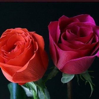 Profile Picture of Selma Mohammed (@selmaalgak131) on Twitter