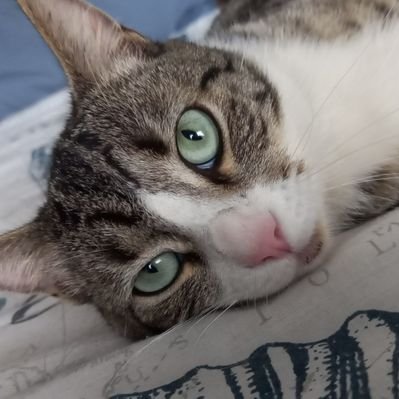 Profile Picture of Bradley Acton (@BradleyActon) on Twitter