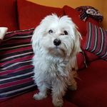 Profile Picture of Jorge (@quillobarrios) on Instagram