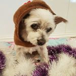 Profile Picture of Tracy Wicks (@tracy.wicks) on Instagram