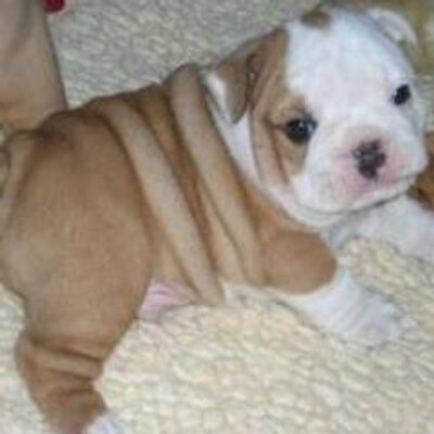 Profile Picture of Aiden Patrick (@AidenPatrick1) on Twitter