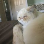 Profile Picture of Sabrina Jarvis (@nursiepoo1) on Instagram