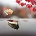 Profile Picture of syed fazal (@afazal038) on Pinterest