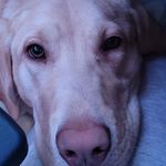 Profile Picture of Craig Hupertz (@c_hupertz73) on Instagram