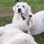 Profile Picture of Isabella Fasolino (@isabellafasolino) on Instagram