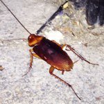 Profile Picture of Stephen Zeigler (@solid_gold_cockroach_buddha) on Instagram