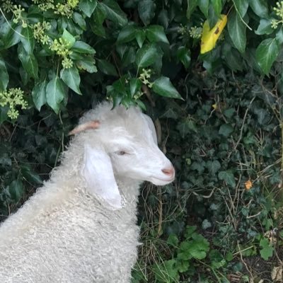 Profile Picture of Alice (@al98price) on Twitter