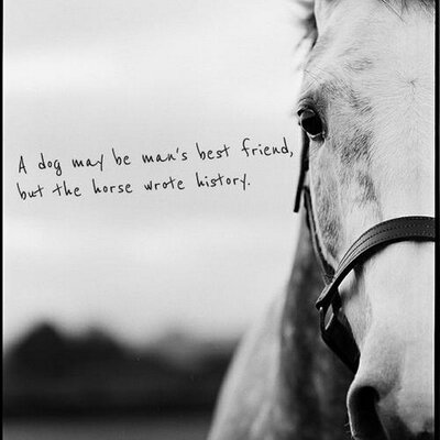 Profile Picture of Jo Newton (@forhorses) on Twitter