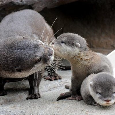 Sondra Preston - Twitter Profile Picture of Sondra Preston (@IviedLora) on Twitter