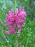 Profile Picture of Erica verticillataon Wikipedia