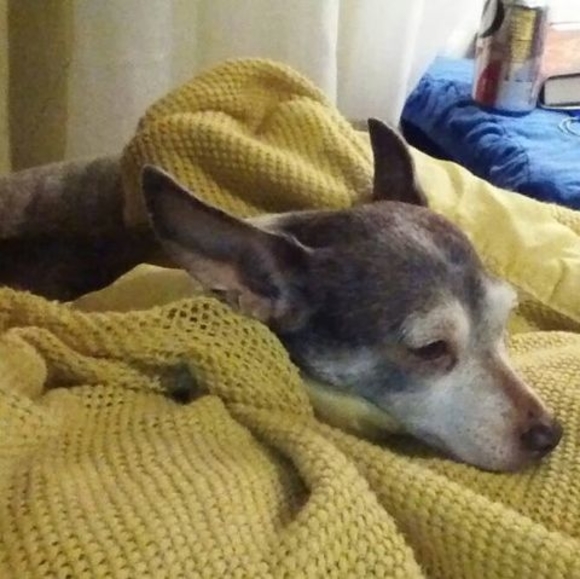 Profile Picture of Judy Follette (@jfollette517) on Poshmark