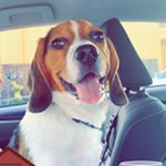 Profile Picture of Cornelius James (@corny_beagle) on Instagram