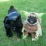 Profile Picture of Alex Mascorro (@acha_0) on Instagram