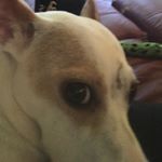 Profile Picture of David Gentry III (@david_gentryiii) on Instagram