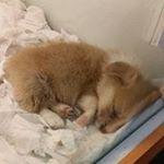 Profile Picture of Guoying Chen (@guoying.chen) on Instagram