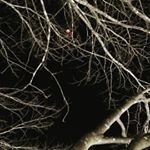 Profile Picture of David Kollman (@davykoll) on Instagram